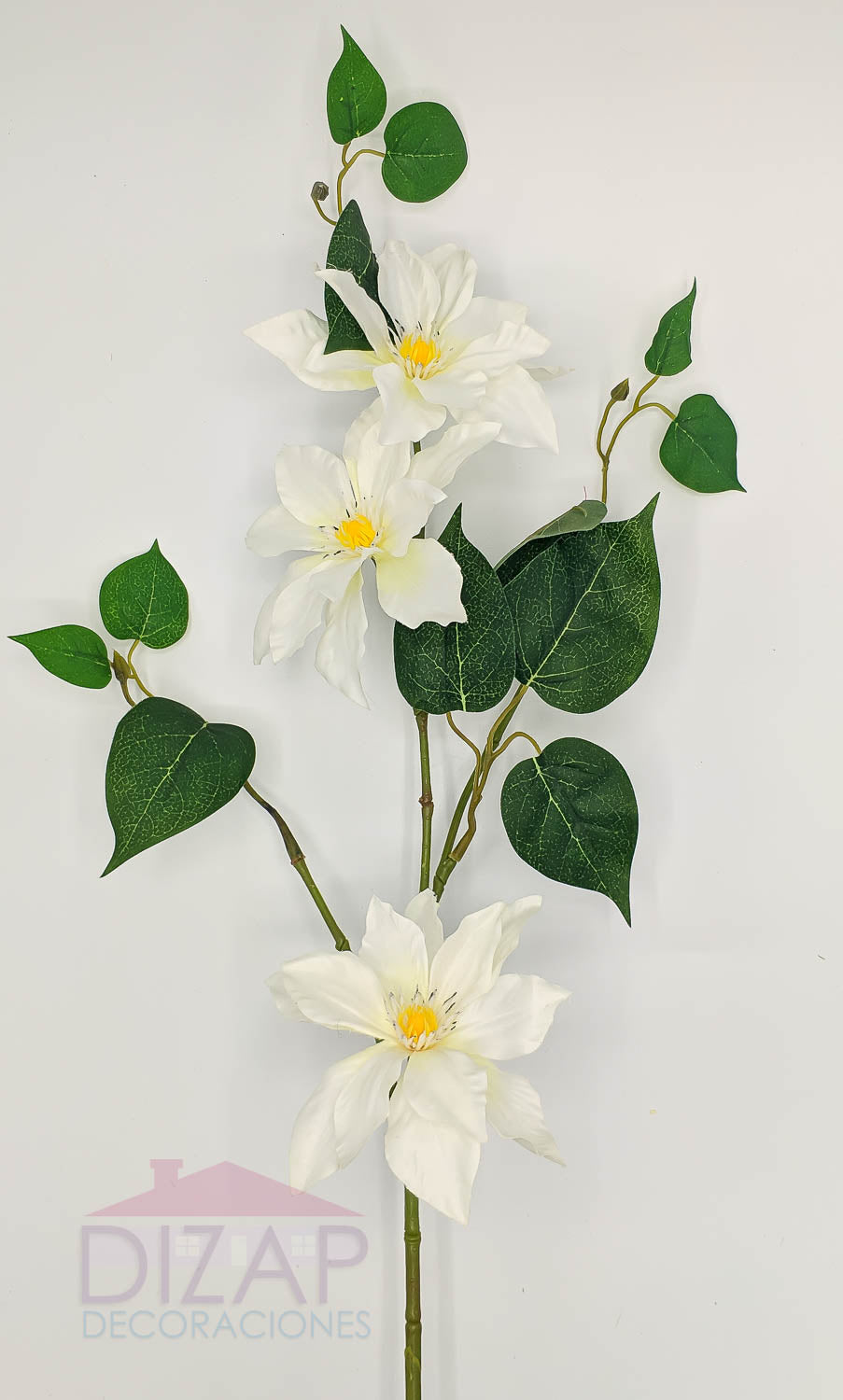 CLEMATIS FLORIDA, COLOR BLANCO