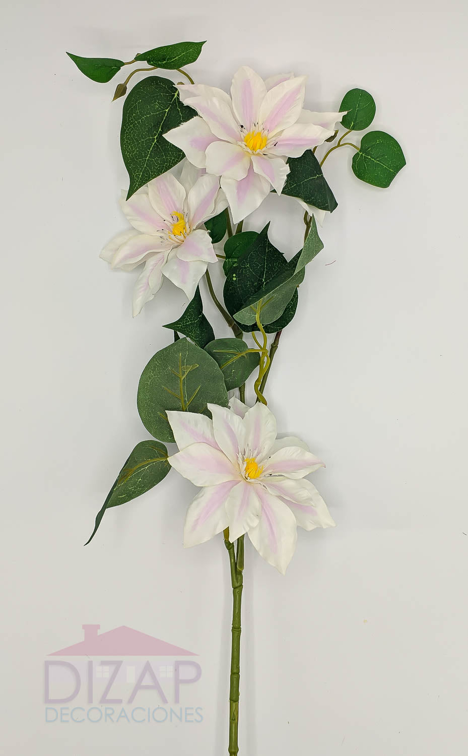 CLEMATIS FLORIDA, COLOR BLANCO CON MORADO