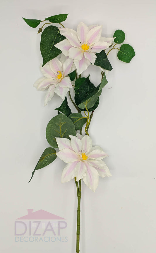 CLEMATIS FLORIDA,  COLOR BLANCO CON MORADO