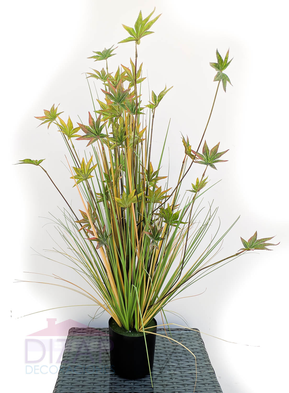 PLANTA CYPERUS, BASE NEGRA EN PASTA